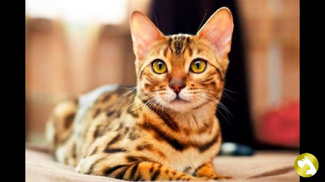 Почему нельзя смотреть кошке в глаза: легенда и объяснение