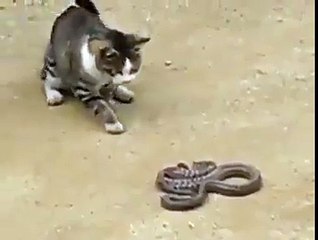 FIGHT cat VS SNAKE - video Dailymotion