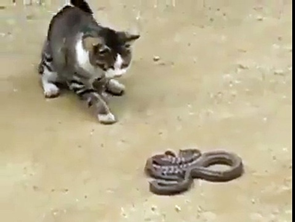 FIGHT cat VS SNAKE