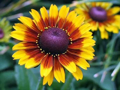 Yellow Flowers Beautiful Flower Images Pics Photos