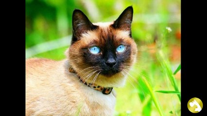 Тайская кошка: удивительный окрас и голубые глаза