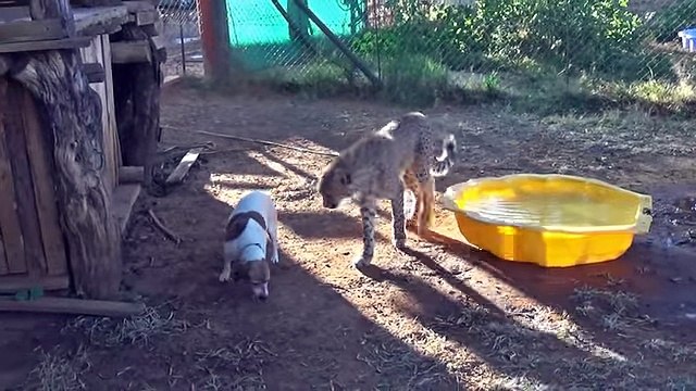 CheetahAfrican Cub Versus Jack Russell Terrier - Cat -u0026 Dog Fight Battle of Will - Cheetah Thug Life