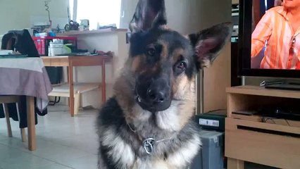 berger allemand qui chante sur tairo