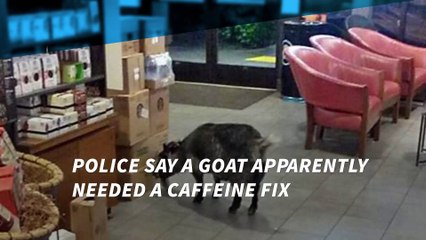Goat breaks free, goes on Starbucks run in California