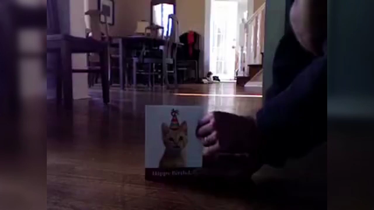 Chat VS carte de voeux de chats qui miaulent. Réaction hilarante