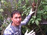 BBC How Plants Communicate & Think - Amazing Nature Documentary