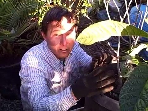 How I transplant a fruit tree to a Larger Container for my Patio Garden