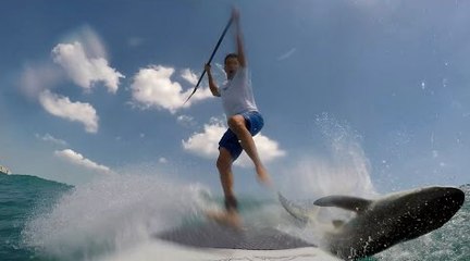 Un surfeur en paddle percute un requin et tombe !