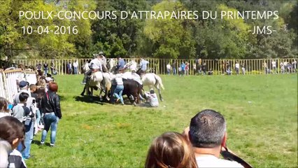 POULX-CONCOURS D'ATTRAPAIRES-ENCIERRO-10/04/2016