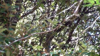 Male Anna's Hummingbird Singing, territorial, video 4