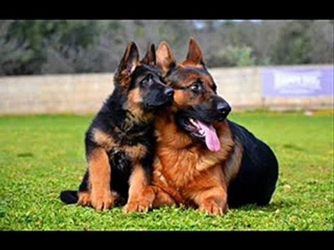 chien berger allemand iva de( 1 a 5 mois)