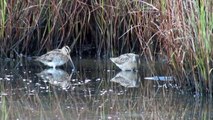Short-billed Dowitcher and Common Snipe at Lodmoor RSPB, Dorset