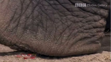 Giant elephant stomp