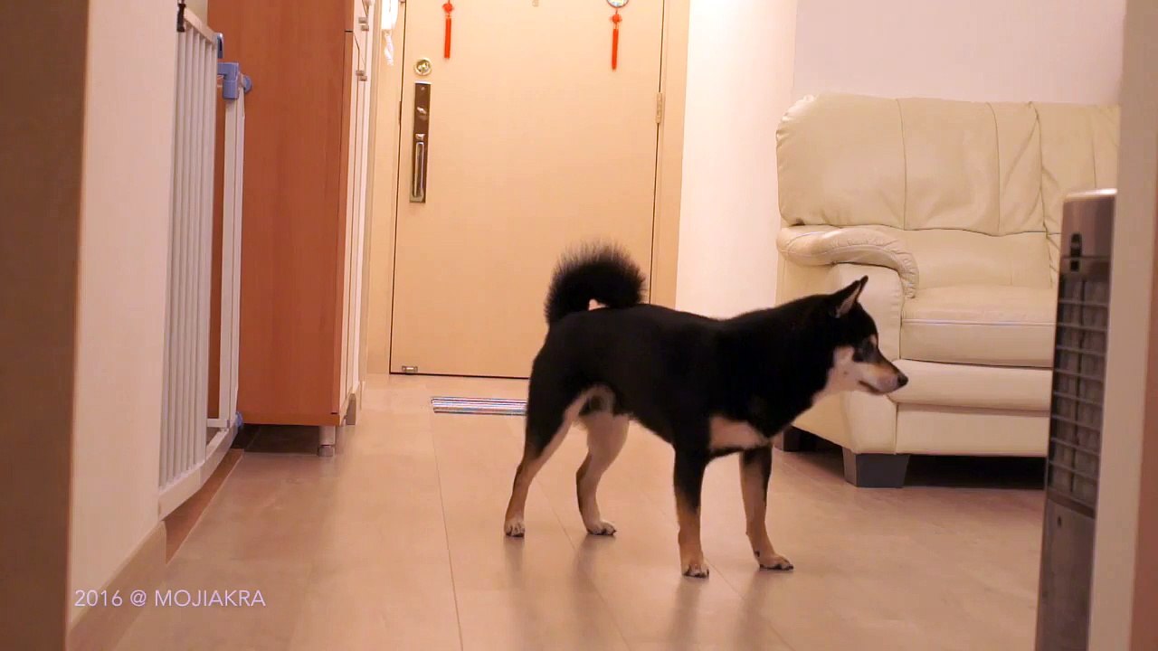 Akira chasing ball