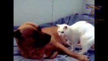Funny-cats-annoying-dogs---Cute-animal-compilation