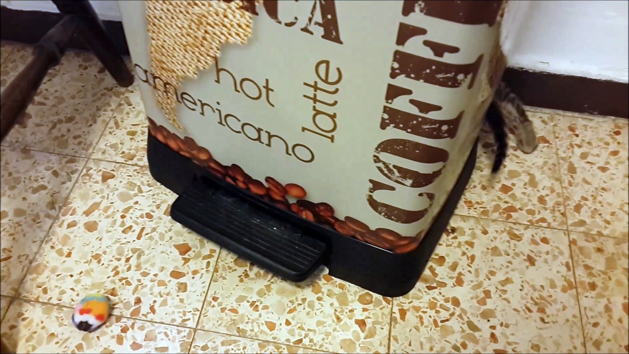 2016.04.10 פיצה בת 6 שבועות