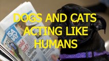 Cats-and-dogs-acting-like-humans---Cute-animal-compilation