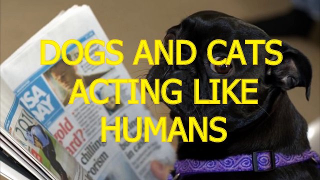 Cats-and-dogs-acting-like-humans -Cute-animal-compilation
