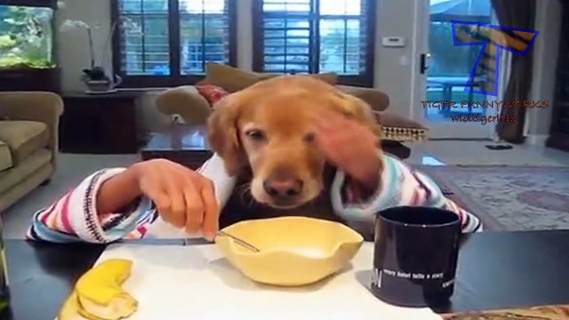 Cats-and-dogs-eating-with-hands -Funny-and-cute-animal-compilation