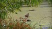 Birds - Talking Water Gardens - Albany, Oregon