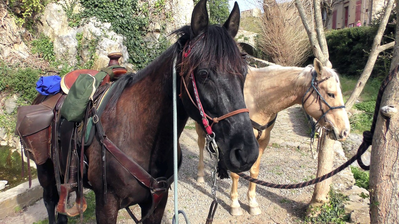 Des chevaux en pays Cathare  ( 4K )