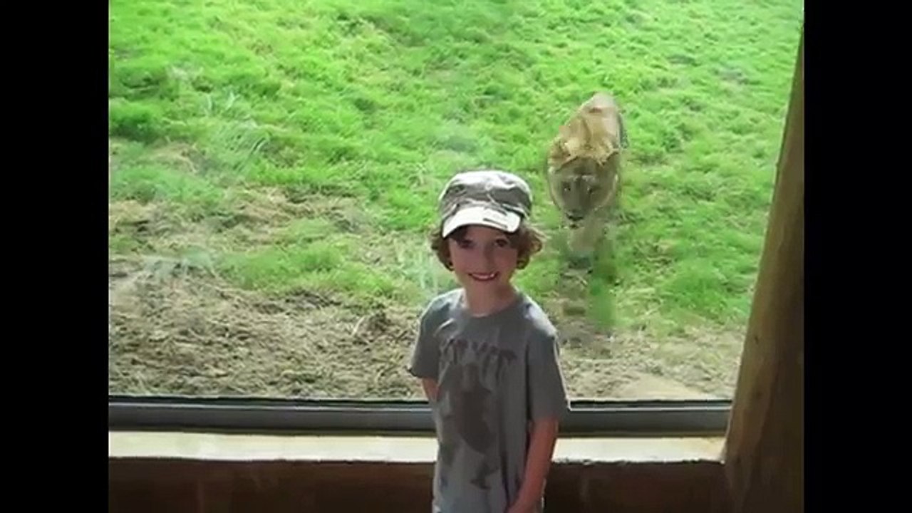 Kids At The Zoo Compilation in Animal 2019