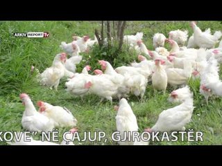 Report TV - Made in Albania viziton Fermën Bio të Vezës "Kokove" në Çajup Gjirokastër