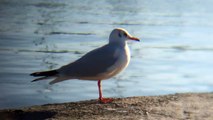 Qağayılar Xəzər dənizi/ Martılar Hazar denizi/Gulls of Caspian sea