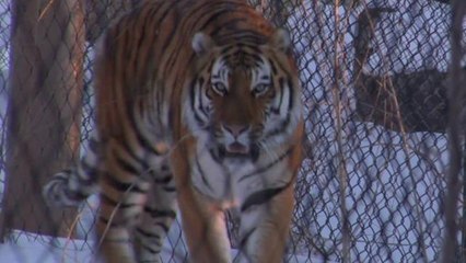 Wild Tiger Population Grows for First Time in 100 Years