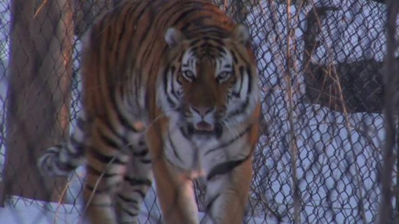Wild Tiger Population Grows for First Time in 100 Years