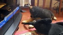 chiot berger allemand 2 mois 2.AVI