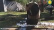 Giant panda Tian Tian enjoying a bubble bath