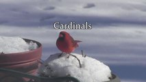 Cardinals