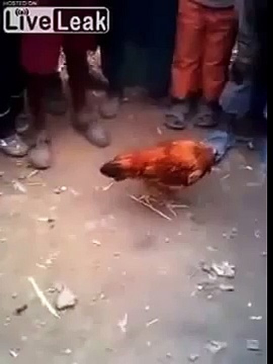 Headless chickens still walking as often startling