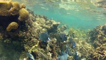 Snorkeling at West Bay Beach...Roatan, Honduras