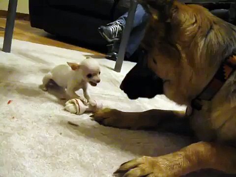 German Shepherd vs Chihuahua