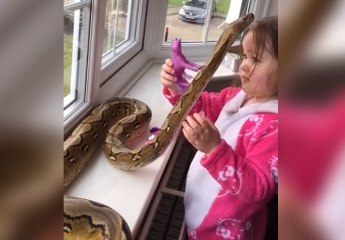 Une fillette de 3 ans fait un câlin à un python de 2,5 mètres (vidéo)