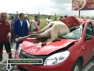 Horrible Car Horse Accident