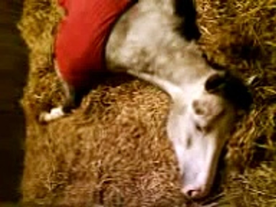 Bravan sover