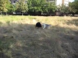 Rottweiler and Husky playing outside..