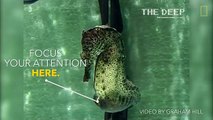 Watch a Seahorse Give Birth to 2000 Babies