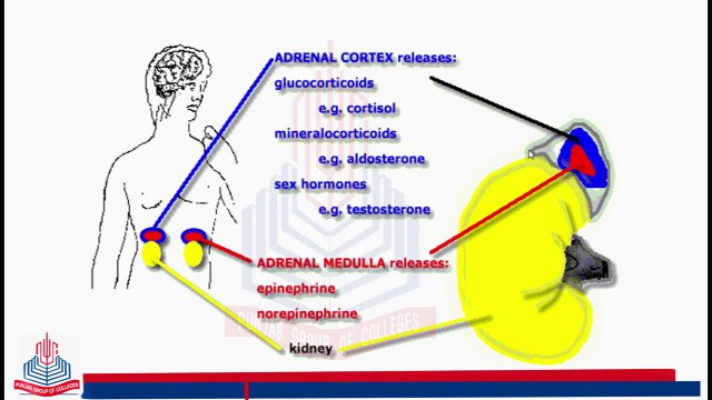Adrenal Glands and Adrenal Hormones