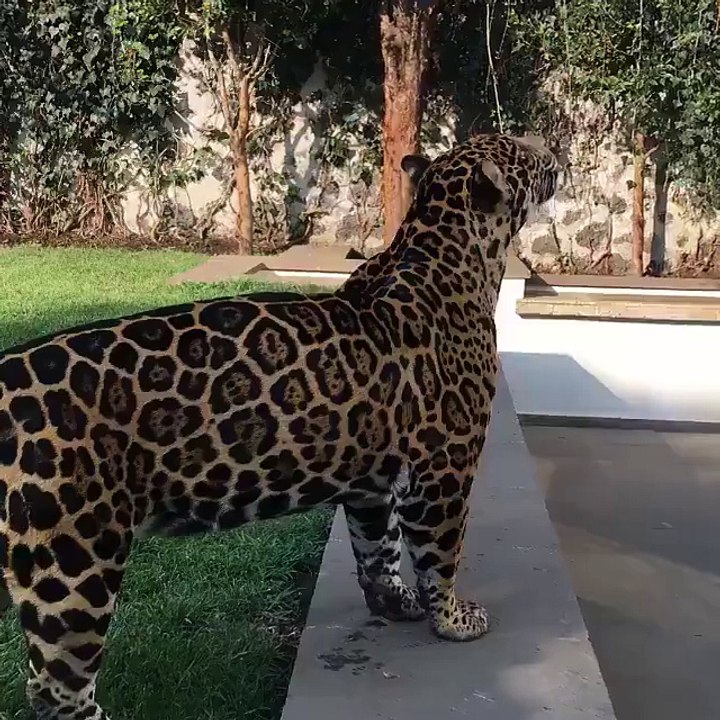 Une panthère comme animal de compagnie : magnifique