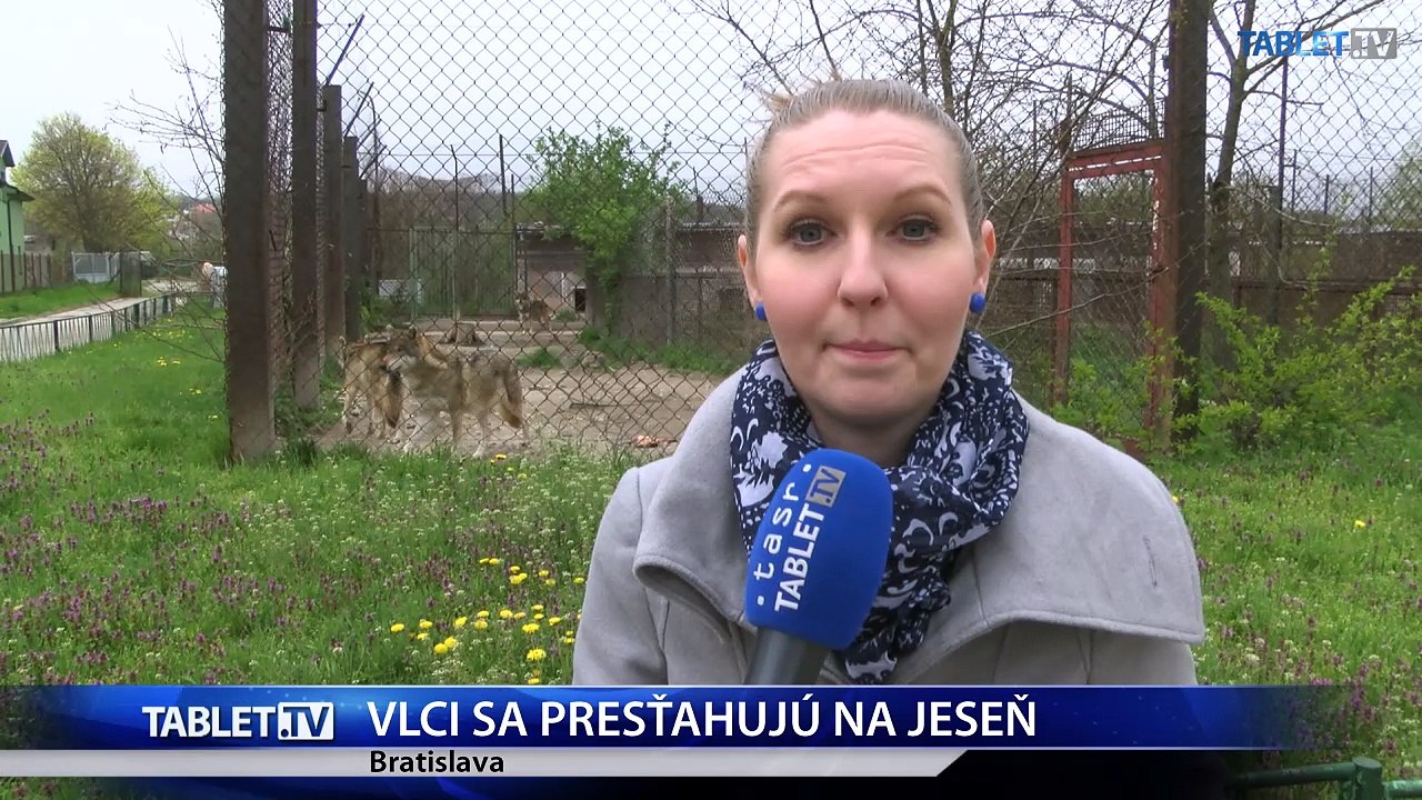 ZOO Bratislava: Vlčia svorka sa v novom výbehu rozrastie 