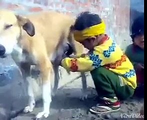 Boy is trying to milk bitch (Funny)