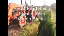 Instructional Landscape Video on Tree Planting of Green Giant Liners