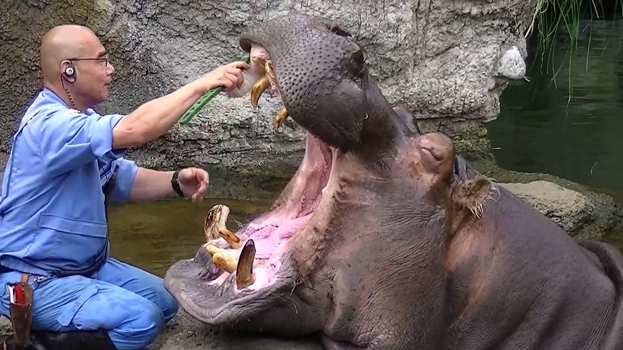 Hippo Brushing Teeth