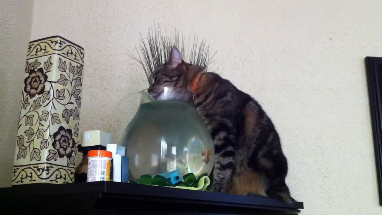 Funny Cats 2