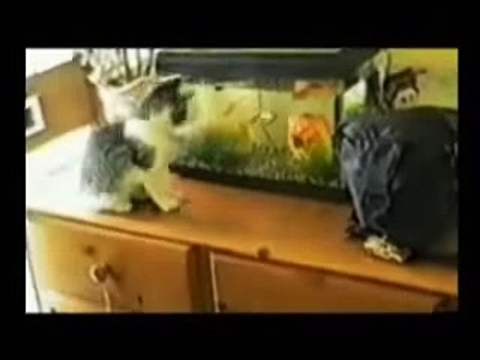 Funny cats 4
