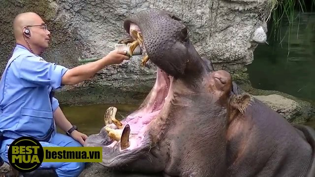 Petit brossage de dent pour cet hippopotame